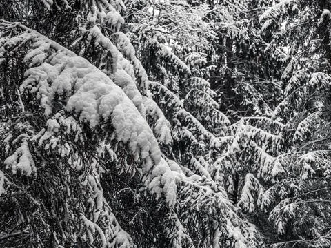 Snow Covered Trees Stock Photos