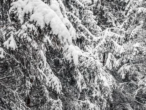 Snow Covered Trees Stock Photos
