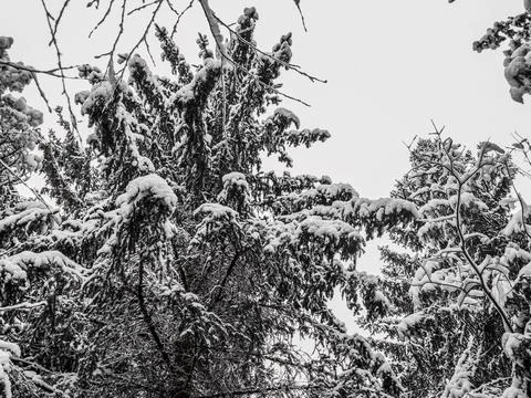 Snow Covered Trees Stock Photos
