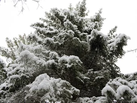 Snow Covered Trees Stock Photos