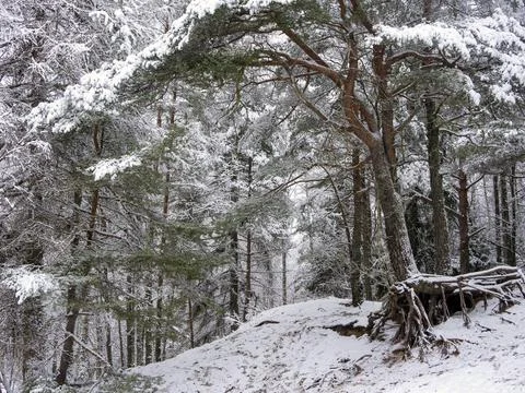 Snow Covered Trees Stock Photos