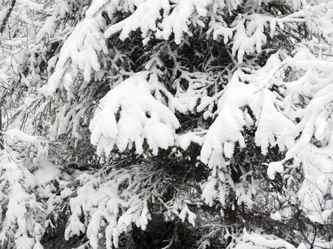 Snow Covered Trees Stock Photos