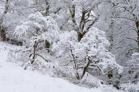 Snow covered trees Stock Photos