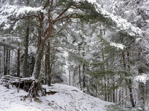 Snow Covered Trees Stock Photos