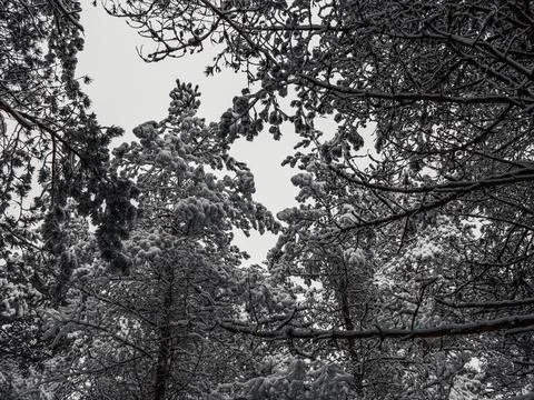 Snow Covered Trees Stock Photos