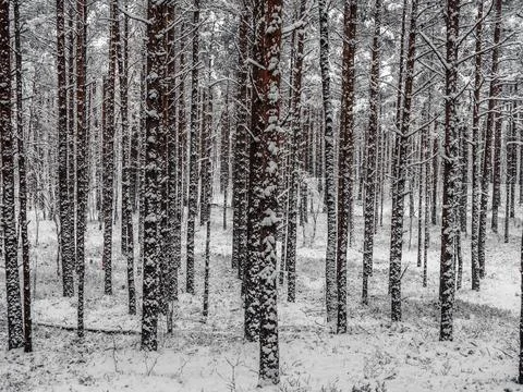 Snow Covered Trees Stock Photos