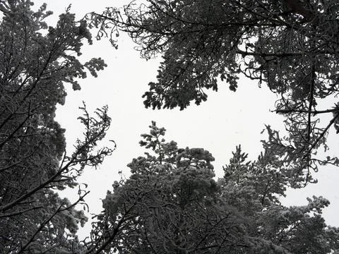 Snow Covered Trees Stock Photos