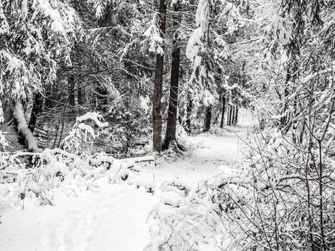 Snow Covered Trees Stockfoto's