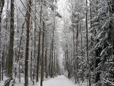 Snow Covered Trees Stock Photos