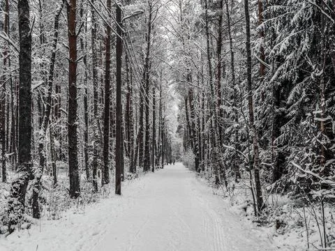 Snow Covered Trees Stock Photos