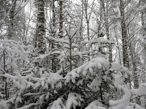 Snow Covered Trees Stock Photos