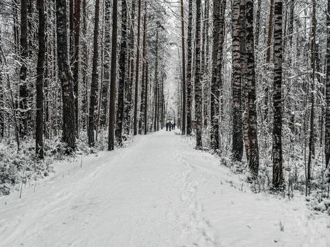Snow Covered Trees Stock Photos