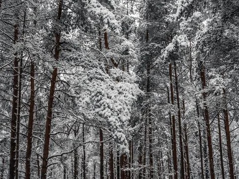 Snow Covered Trees Stock Photos