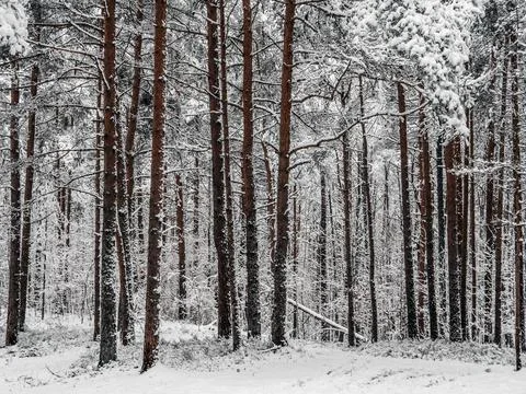 Snow Covered Trees Stock Photos