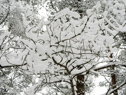 Snow Covered Trees Stock Photos
