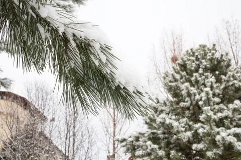 Snow covered trees. Stock Photos