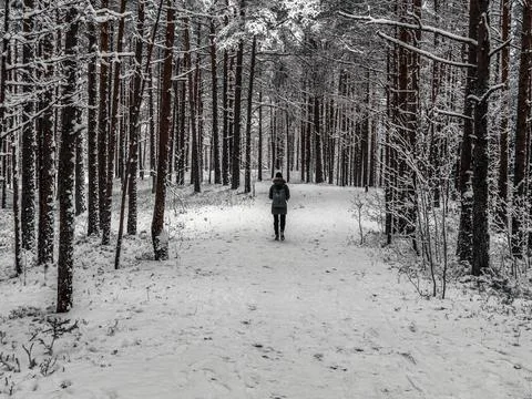 Snow Covered Trees Stock Photos