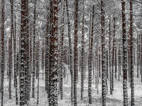Snow Covered Trees Stock Photos