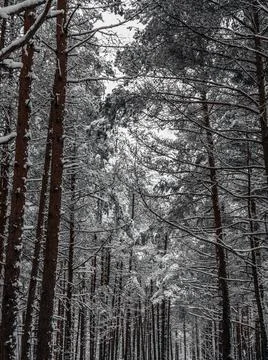 Snow Covered Trees Stock Photos