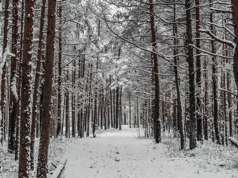 Snow Covered Trees Stock Photos
