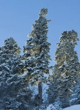 Snow covered trees Stock Photos