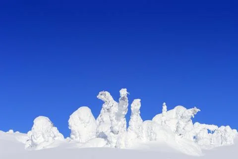 Snow-Covered Trees Stock Photos