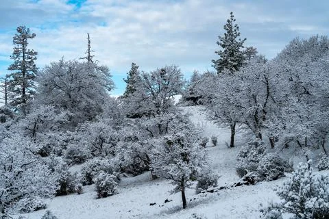Snow Covered Trees Foto stock