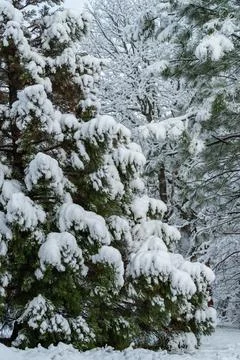 Snow Covered Trees Stock Photos