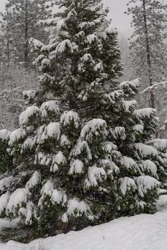 Snow Covered Trees Stock Photos