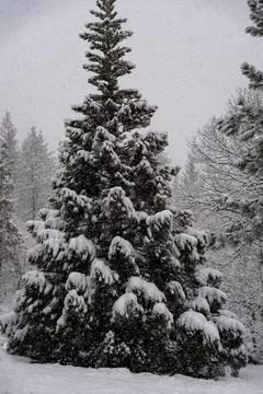 Snow Covered Trees Stock Photos