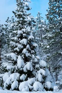 Snow Covered Trees Stock Photos