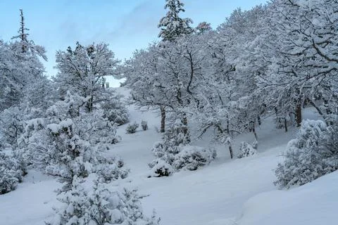 Snow Covered Trees Stock Photos
