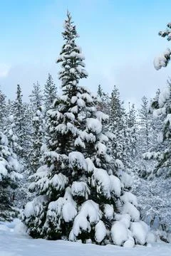 Snow Covered Trees Stock Photos