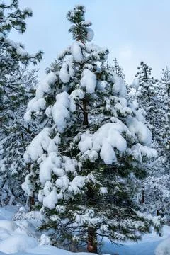 Snow Covered Trees Stock Photos