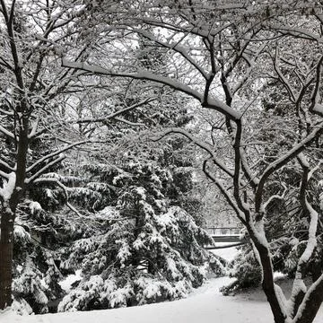 Snow Covered Trees Stock Photos