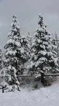 Snow covered trees Stock Photos