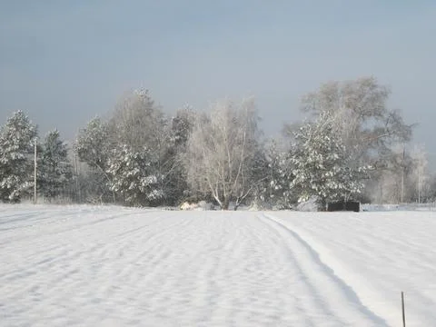 Snow covered trees Stock Photos
