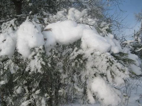 Snow covered trees Stock Photos