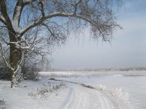 Snow covered trees Stock Photos