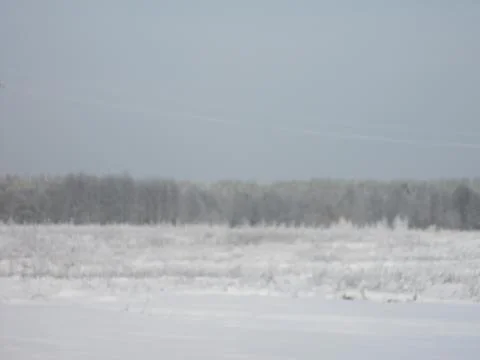 Snow covered trees Stock Photos
