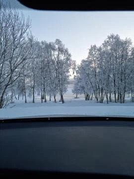Snow covered trees Stock Photos