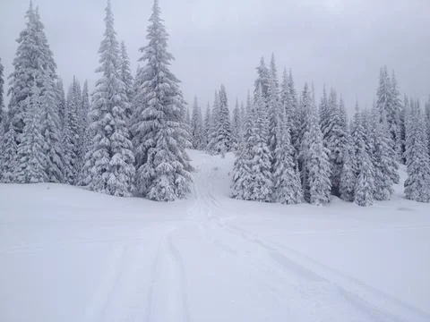 Snow covered trees Stock Photos