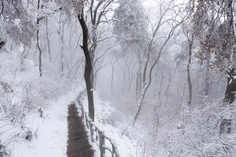 Snow covered trees Stock Photos