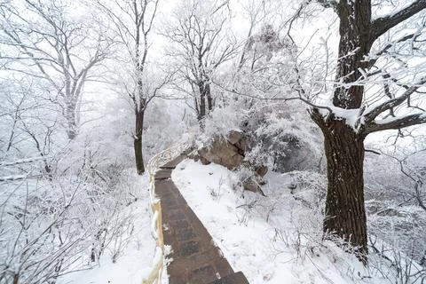 Snow covered trees Stock Photos