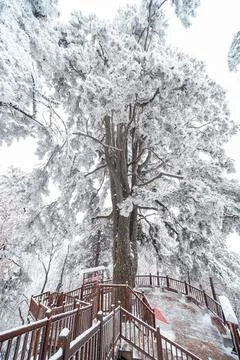 Snow covered trees Stock Photos