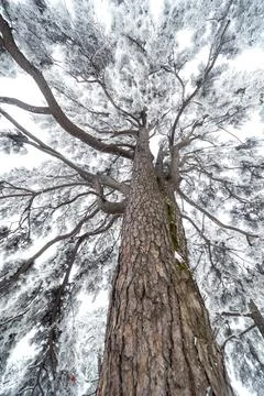 Snow covered trees Stock Photos