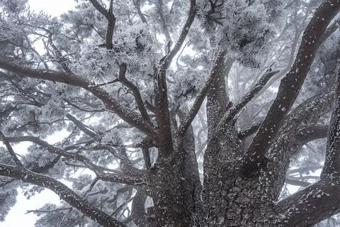Snow covered trees Stock Photos