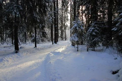 Snow covered trees Stock Photos