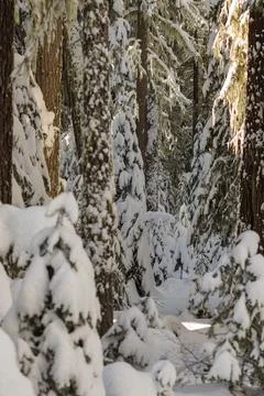Snow covered trees Stock Photos