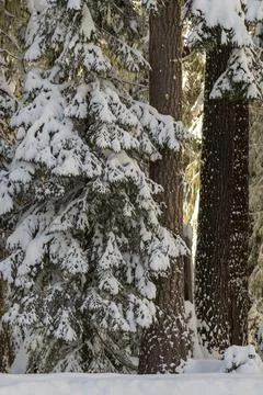 Snow covered trees Stock Photos
